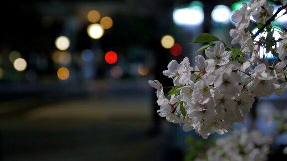 樱花盛开的夜景和城市的街灯