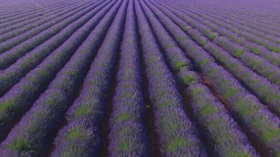 空中特写永不停停的令人惊叹的法国乡村薰衣草田