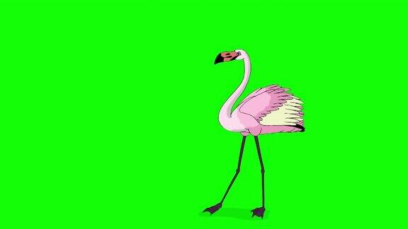 粉色火烈鸟跳舞4K色度键