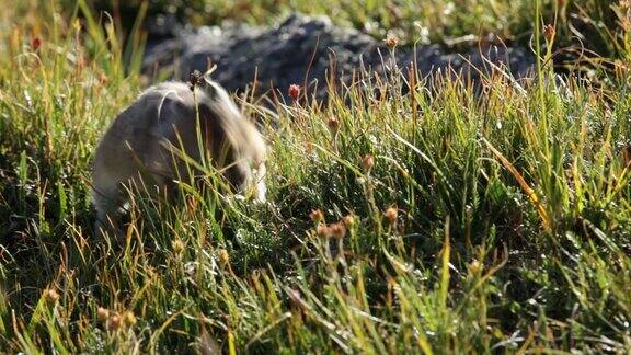 美国鼠兔在落基山国家公园收集食物