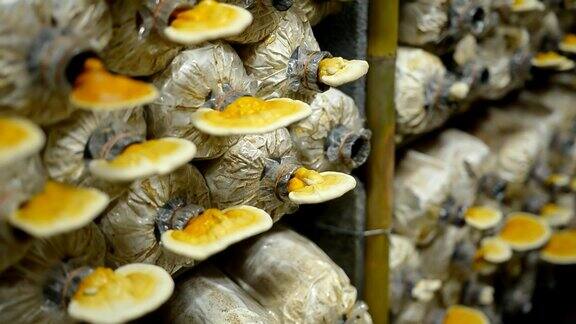 幻灯片淘洗:成熟灵芝蘑菇