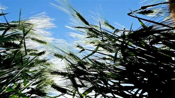 田野的绿色麦浪被风吹动自然背景低角度观看慢动作