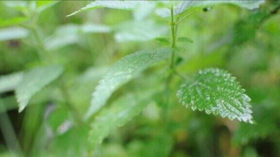视频特写的绿色植物在夏天的一天荨麻雨后