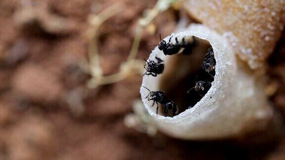 黑蜂进入蜂巢