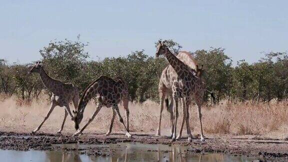 纳米比亚国家公园喝水的长颈鹿