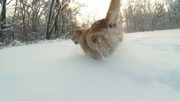 狗在雪地里奔跑