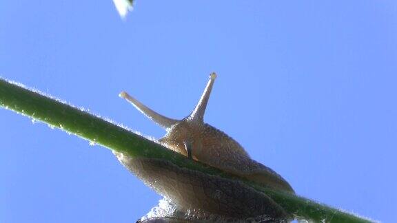 蜗牛在植物树枝上行走的微距超高清视频