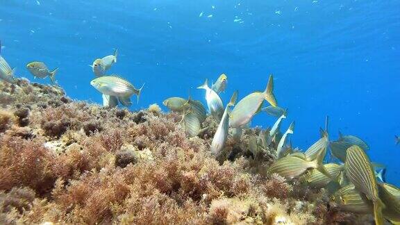 在地中海珊瑚礁中游动的沙勒马鱼(沙勒马)