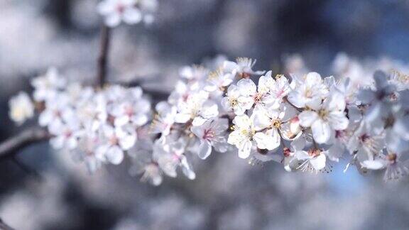 一束开着白花的樱花早春开花树枝在风中摇摆特写
