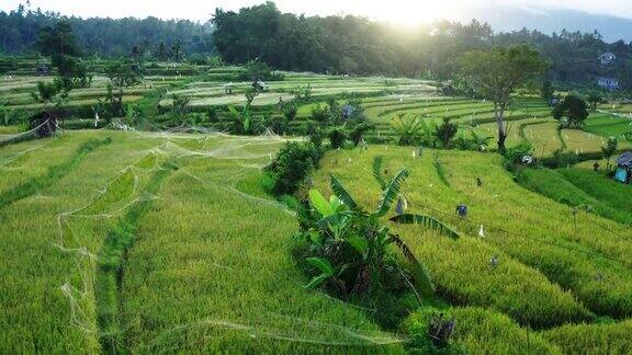 巴厘岛绿色稻田的鸟瞰图