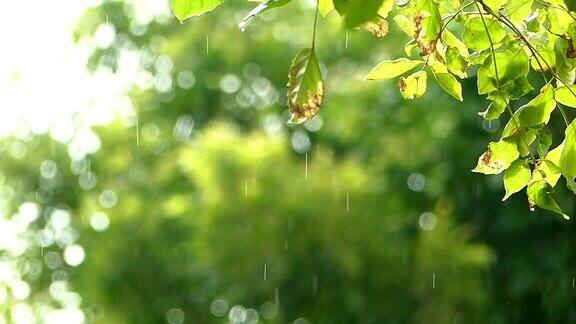 雨滴和绿叶