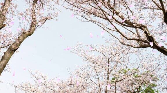樱花满天飞舞“CG合成”