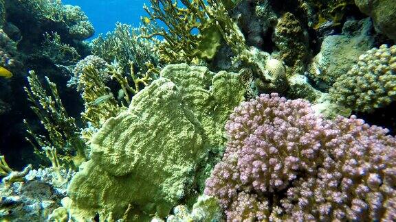 潜水热带鱼和珊瑚礁海洋中的水下生物