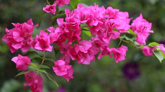 美丽多彩的春花(九重葛)枝头特写紫花和绿色的空间背景粉红九重葛在春天开花近看