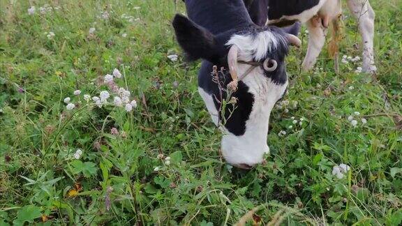 黑白斑点牛在草地上吃草
