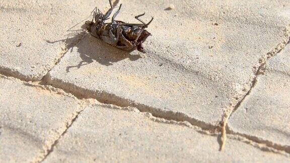 一只巨大的蚂蚁拖着一只死甲虫