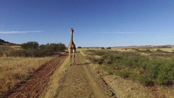 详细演示了长颈鹿奔跑的实际动作南非
