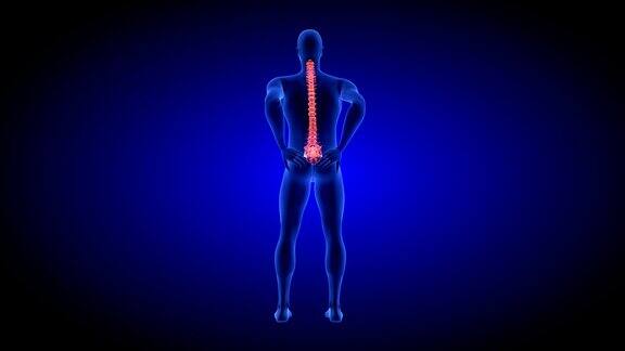 脊椎疼痛蓝色人体解剖体3D扫描渲染在蓝色背景-无缝循环