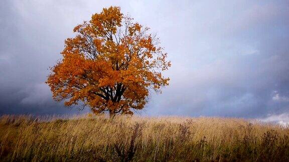 枫树在雨前展现秋天的色彩