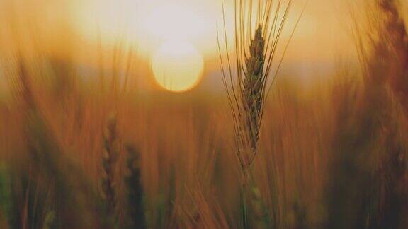 黄昏时麦田里的小麦穗的特写镜头