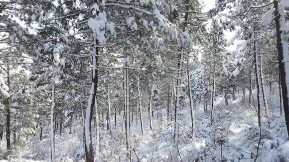森林冬雪树