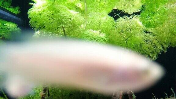 白色的小鱼在绿色美丽的水生植物中休息