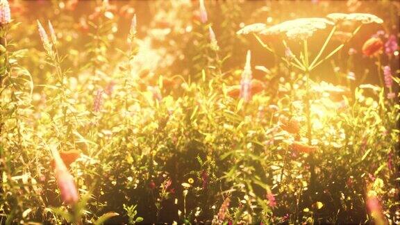 日落时的野花