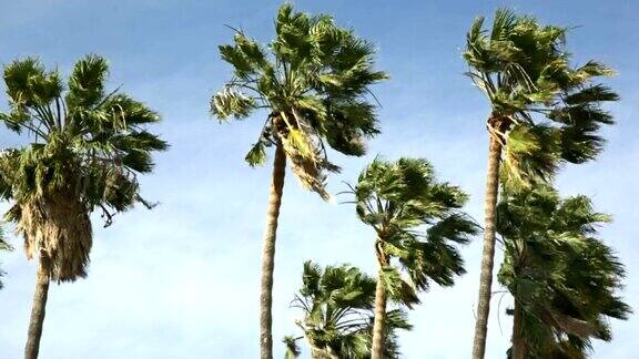 风吹着的棕榈树