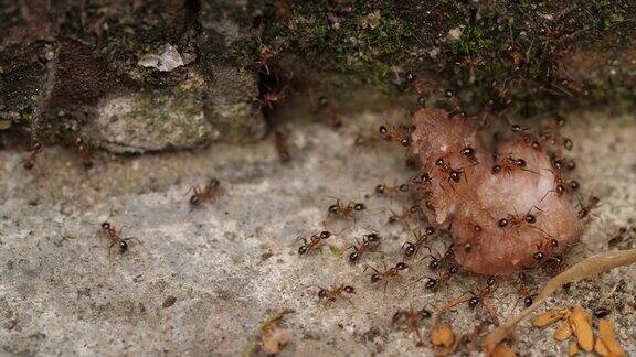 一群蚂蚁搬运食物4千块