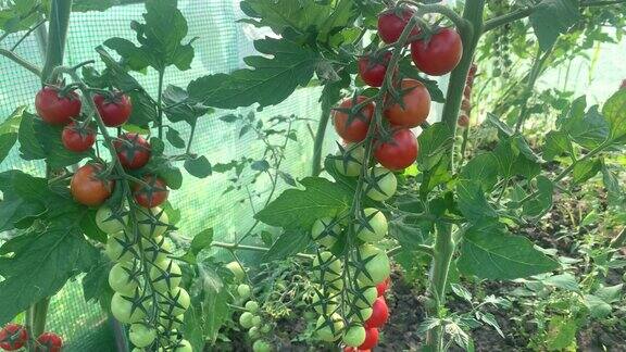 番茄温室里的圣女果收获小红番茄