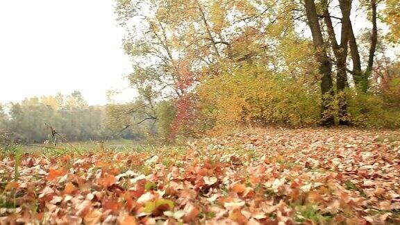 秋日晴木与河斯坦尼康拍摄动物的观点