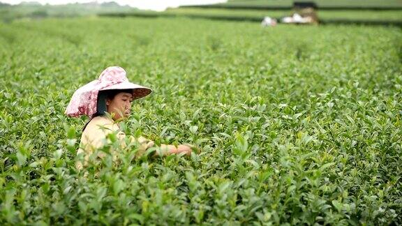 女工在农场收割绿茶