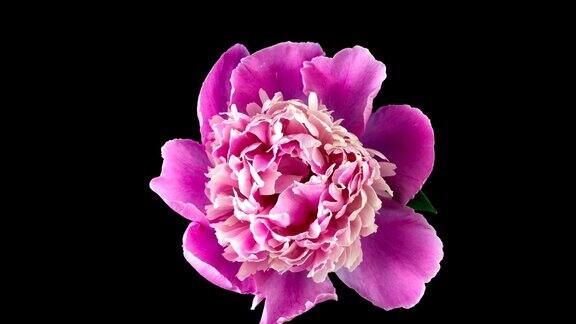 盛开的粉红牡丹孤立在黑色背景上时间流逝