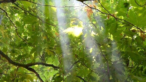 阳光透过烟雾缭绕的树木
