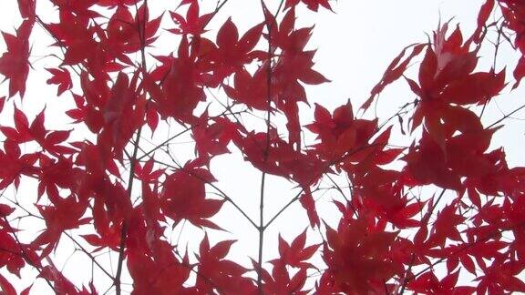 红色的日本枫树叶子孤立在白色背景上棕榈槭