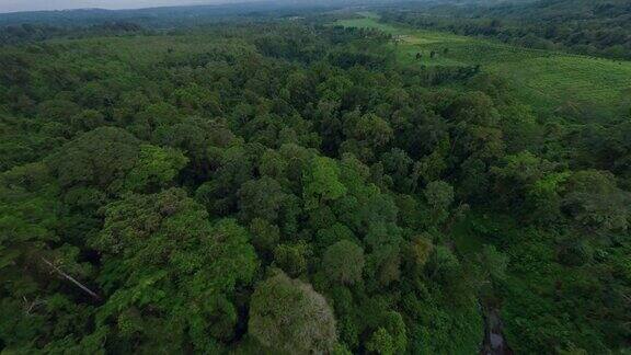 鸟瞰丛林森林茂密的树木绿色的植被山峡谷河