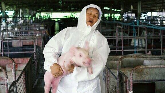 4k视频亚洲兽医在工厂养猪场照顾和饲养一头猪的场景家畜和家畜