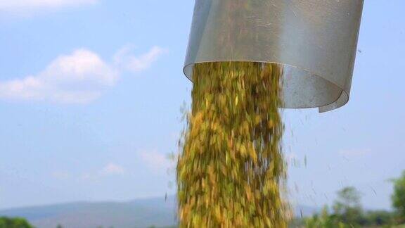 慢镜头水稻流动从收割水稻拖拉机在蓝天上储存