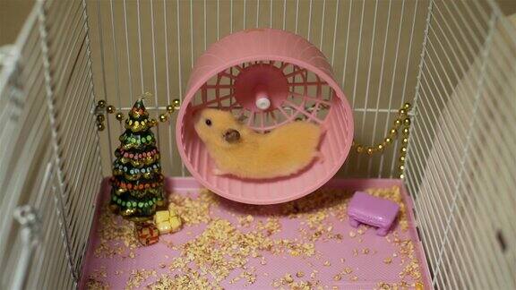 在玩具圣诞树附近的轮子上奔跑的仓鼠