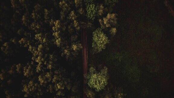 飞过森林里的小径
