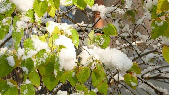 深秋丁香或紫丁香上的第一场雪慢慢融化