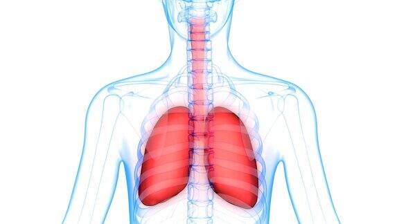 人体器官(肺解剖学)