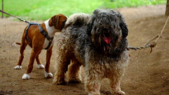 藏犬和德国拳师犬