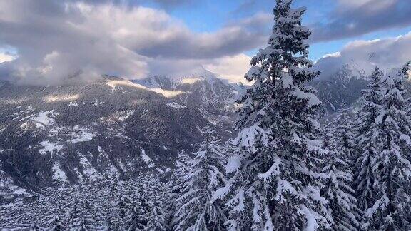 冬天的风景雪树在冬天