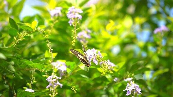 慢镜头蝴蝶在清晨树上的花上飞舞是美丽的大自然