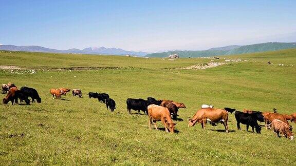 在一个阳光明媚的夏日北高加索内陆高原脚下的高山绿色悬崖上牛群正在吃草在自然景观中养牛放牧黑色和棕色的奶牛