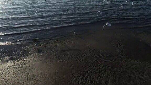 海鸥在海岸线上起飞