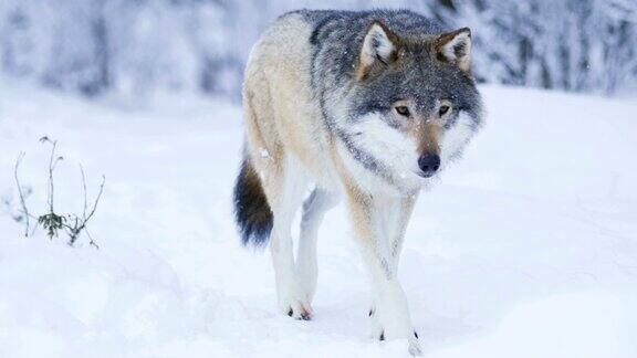在白雪皑皑的冬日里美丽的狼走近镜头