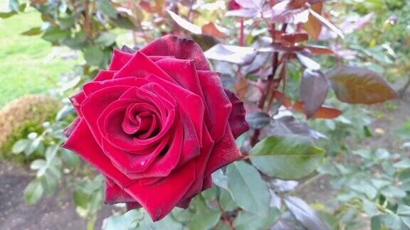 盛开的红玫瑰花蕾特写