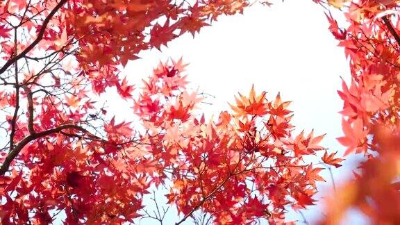 红色的树叶从正下方拍摄